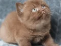Yuvarlak Kafa Chocolate British Shorthair