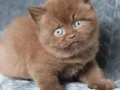 Yuvarlak Kafa Chocolate British Shorthair