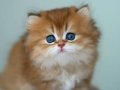 Sevimli NY12 Golden British Longhair