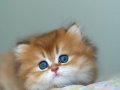 Sevimli NY12 Golden British Longhair