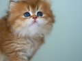 Sevimli NY12 Golden British Longhair