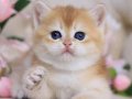 Minnoş NY12 Golden British Longhair