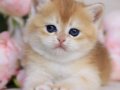 Minnoş NY12 Golden British Longhair