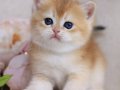 Minnoş NY12 Golden British Longhair
