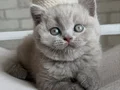 Yusyuvarlak Kafa Gri British Shorthair