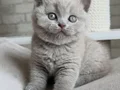Yusyuvarlak Kafa Gri British Shorthair