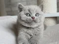 Yusyuvarlak Kafa Gri British Shorthair
