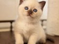 Minik Burun Chocolate British Shorthair