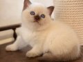 Minik Burun Chocolate British Shorthair
