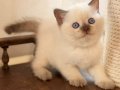 Minik Burun Chocolate British Shorthair