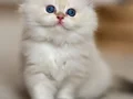 Cam Gözlü NS1133 British Longhair