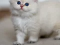 Cam Gözlü NS1133 British Longhair