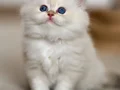 Cam Gözlü NS1133 British Longhair