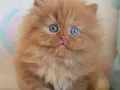 Bulunmaz Chocolate British Longhair