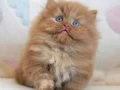 Bulunmaz Chocolate British Longhair