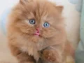 Bulunmaz Chocolate British Longhair