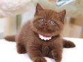 Zarafet Timsali Chocolate British Shorthair