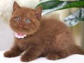 Zarafet Timsali Chocolate British Shorthair