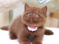 Zarafet Timsali Chocolate British Shorthair