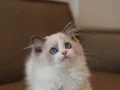 Premium Kalite Ragdoll Yavrumuz