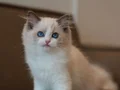 Premium Kalite Ragdoll Yavrumuz