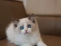 Premium Kalite Ragdoll Yavrumuz