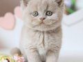 Çiçeğimiz Lilac British Shorthair