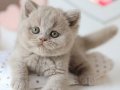 Çiçeğimiz Lilac British Shorthair