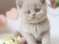 Çiçeğimiz Lilac British Shorthair