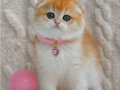 Şampiyon Soyundan Ny12 Golden Scottish Fold Shorthair