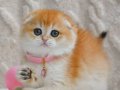 Şampiyon Soyundan Ny12 Golden Scottish Fold Shorthair