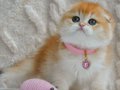 Şampiyon Soyundan Ny12 Golden Scottish Fold Shorthair
