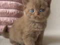 Birinci Kalite Chocolate British Shorthair