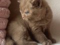 Birinci Kalite Chocolate British Shorthair