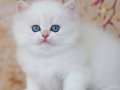 Uzun Tüylü Mavi Göz NS1133 British Longhair