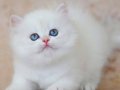 Uzun Tüylü Mavi Göz NS1133 British Longhair