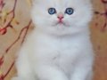 Uzun Tüylü Mavi Göz NS1133 British Longhair