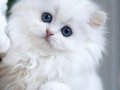 Kusursuz NS1133 British Longhair