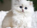 Kusursuz NS1133 British Longhair