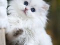 Kusursuz NS1133 British Longhair