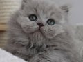 Gri Tüy Yumağı British Longhair