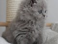 Gri Tüy Yumağı British Longhair