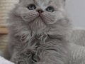 Gri Tüy Yumağı British Longhair