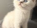 SCOTTİSH BLUEPOİNT VE BRİTİSH YAVRULAR