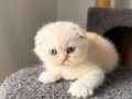 SCOTTİSH BLUEPOİNT VE BRİTİSH YAVRULAR
