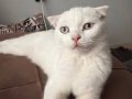 7 aylık cins kedi