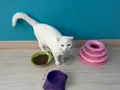7 aylık cins kedi