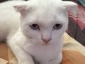 7 aylık cins kedi