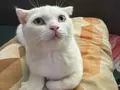 7 aylık cins kedi