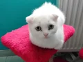 7 aylık cins kedi